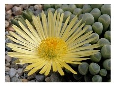 Fenestraria Rhopalophylla Subsp Aurantiaca Succulent Plants