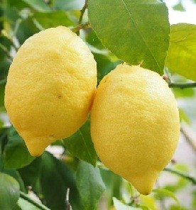 Gandharaj Lemon Live Indian Garden Plants