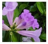 Mansoa Alliacea Flowering Plants