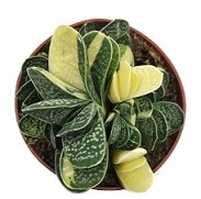 Gasteria Minima Variegated  Succulent Plants