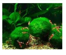 Jumbo Japanese Marimo Moss Ball