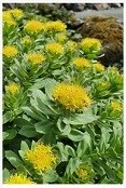 Golden Root Rhodiola Rosea Succulent Plants