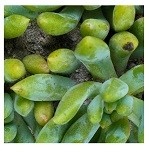 Graptosedum Species Succulent Plants