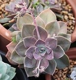 Graptoveria Douglas Huth Succulent Plants