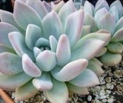 Graptoveria Opalina Succulent Plants  