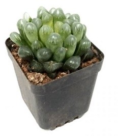 Haworthia Cooperi Succulent Plants 