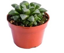 Haworthia Retusa Succulent Plants