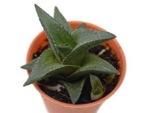 Haworthia Venosa Succulent Plants