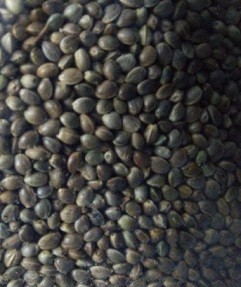 Hemp Seeds