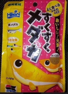 Hikari Sukusuku killifish