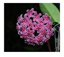 Hoya Carnosa Flowering Plants