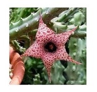 Huernia Hislopii Succulent Plants