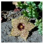 Huernia Hystrix Succulent Plants