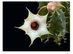 Huernia Quinta Succulent Plants