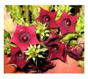 Huernia Schneideriana Succulent Plants