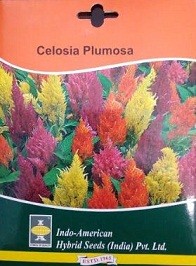 Hybrid Celosia Plumosa Flower Seeds