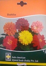 Hybrid Dahlia Flower Seeds
