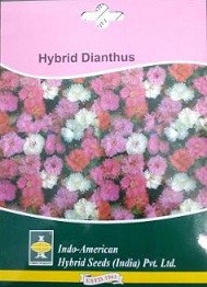 Hybrid Dianthus Flower Seeds