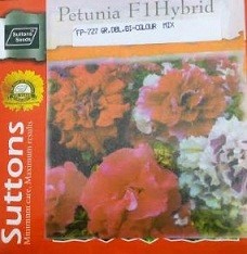 Hybrid Petunia Flower Seeds