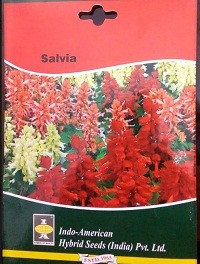 Hybrid Salvia Flower Seeds