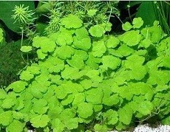 Hydrocotyle Sibthorpioides Mini 