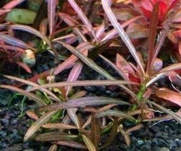 Hygrophila Araguaia