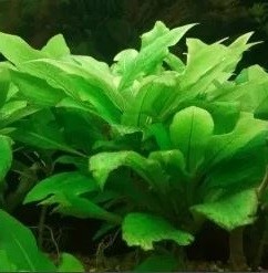 Hygrophila Corymbosa Compacta