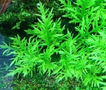 Hygrophila Difformis