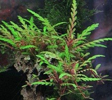 Hygrophila Pinnatifida