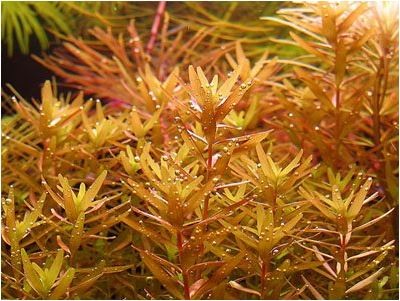 Rotala Rotundifolia