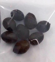 Imported Dwarf Lotus Seeds