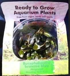 Bucephalandra BROWNIE BLUE