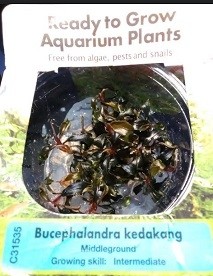 Bucephalandra Kedakang Aquarium Plants