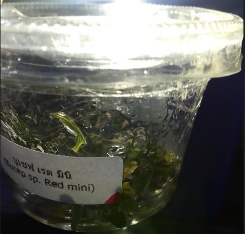 Imported Tissue Culture Bucephalandra Sp Red Mini Cup
