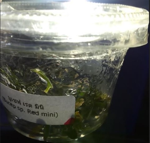 Imported Tissue Culture Bucephalandra Sp Red Mini