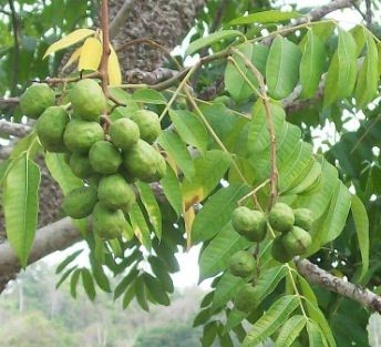 Indian Hog Plum Live Indian Garden Plants