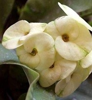 Ivory White Euphorbia Succulent Plants