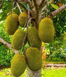 Jackfruit Live Indian Garden Plants