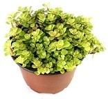 Japanese Golden Ogon Sedum Succulent Plants