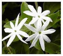 Jasmine Auriculatum Flowering Plants