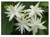 Jasmine Sambac Flowering Plants