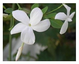 Jasminum Grandiflorum Flowering Plants