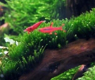 Java Moss