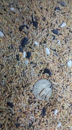 Java Sparrow Mix Seed Buy Bird Food Online In India