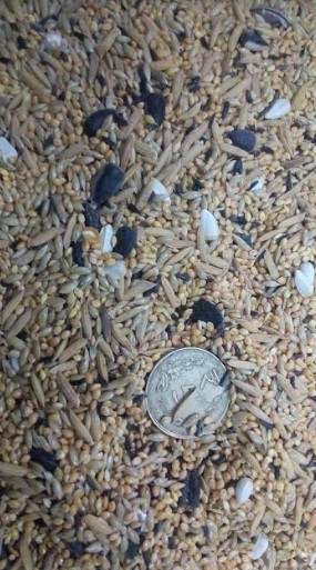 Java Sparrow Mix Seed