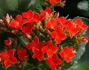 Kalanchoe Blossfeldiana Succulent Plants