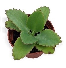 Kalanchoe Daigremontiana Succulent Plants