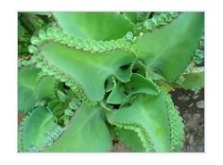 Kalanchoe Laetivirens Succulent Plants
