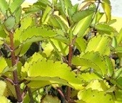 Kalanchoe Pinnata Succulent Plants 