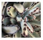 Kalanchoe Tomentosa Chocolate Soldier Succulent Plants